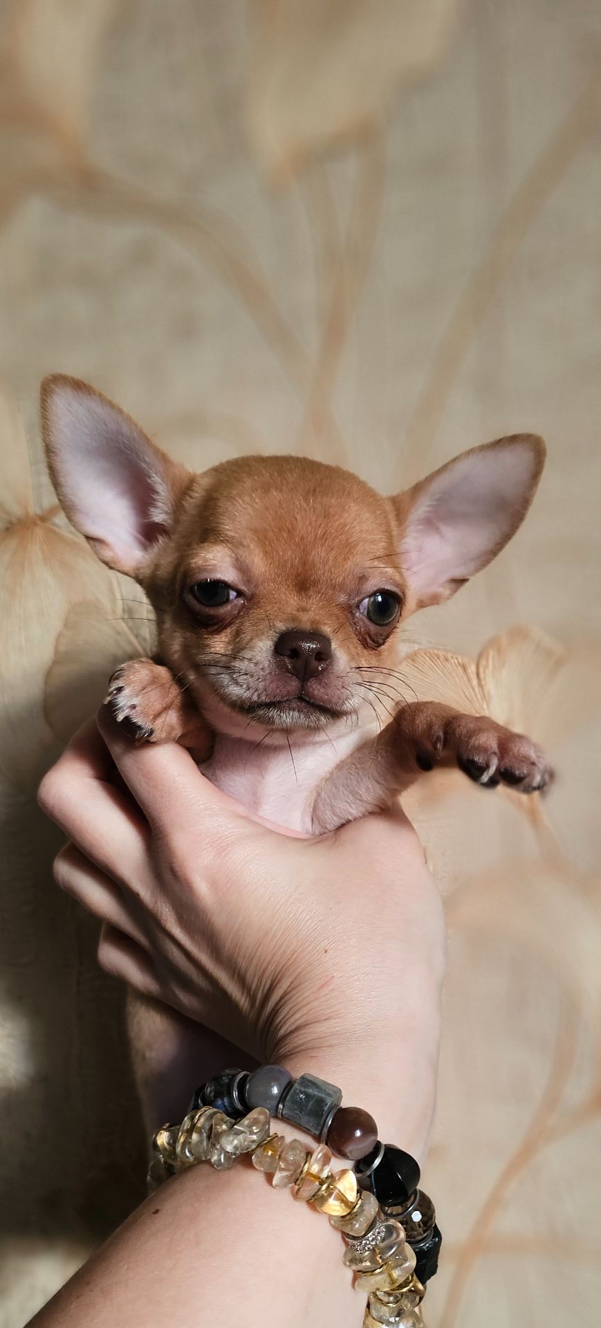 Щенки чихуахуа КСУ