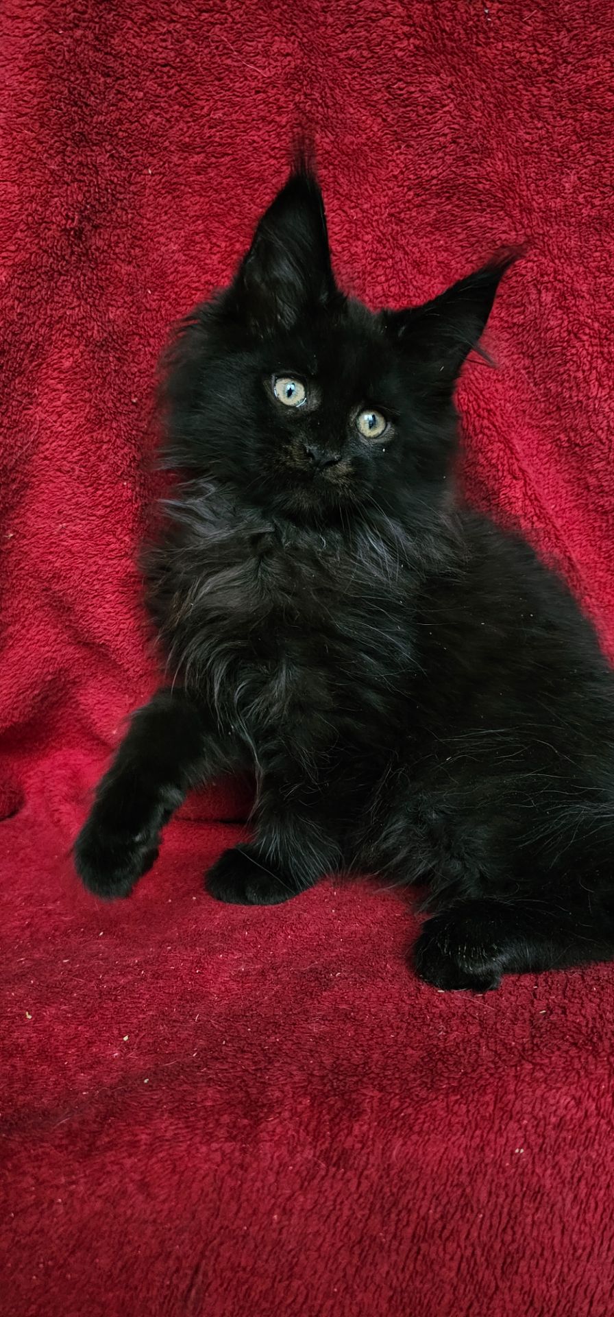 Чёрный мальчик мейн кун