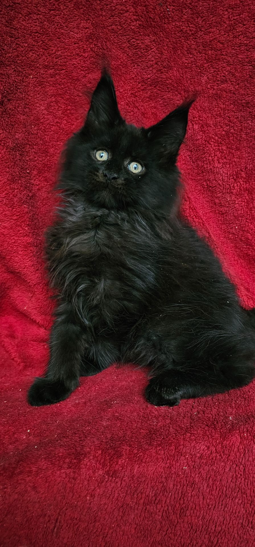 Чёрный мальчик мейн кун