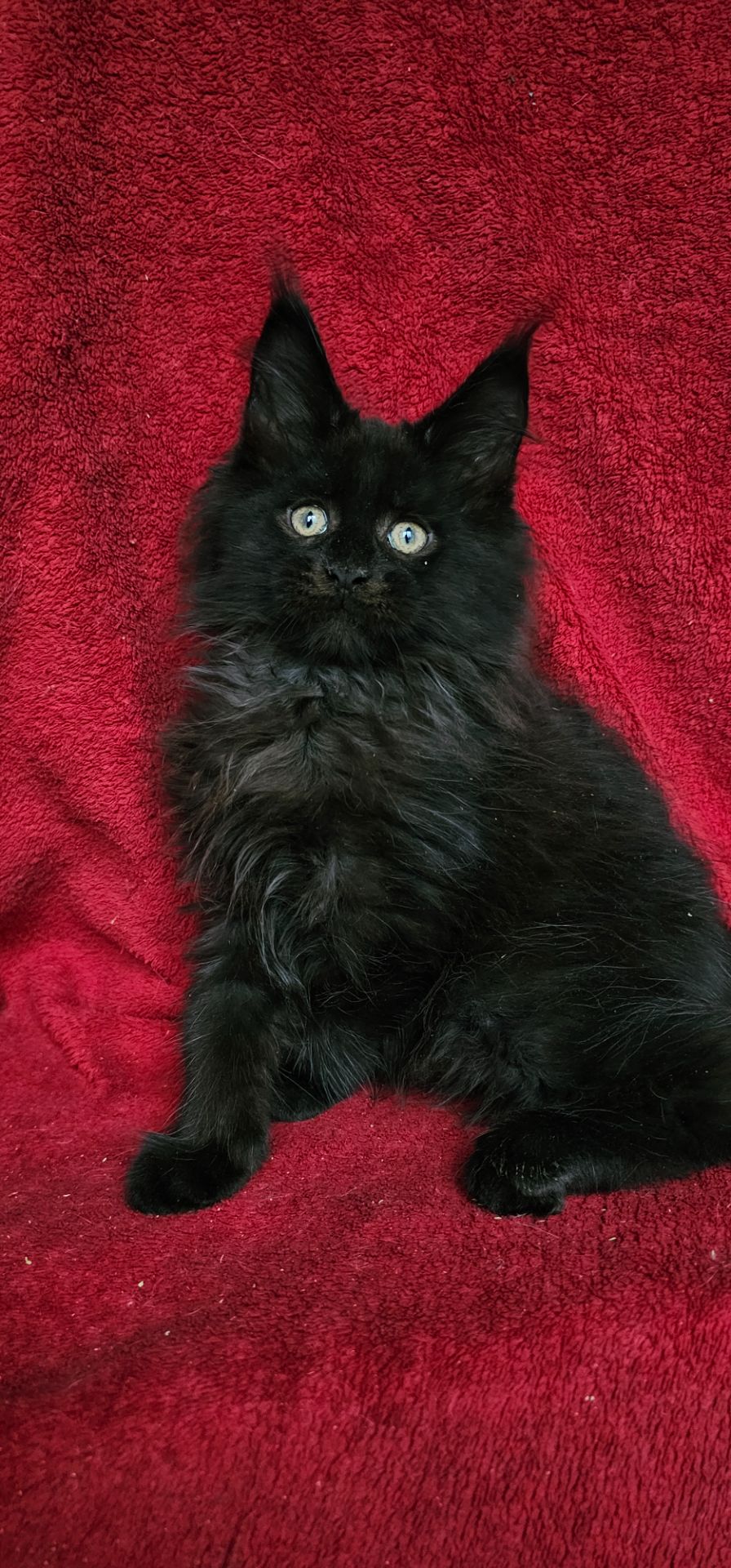 Чёрный мальчик мейн кун