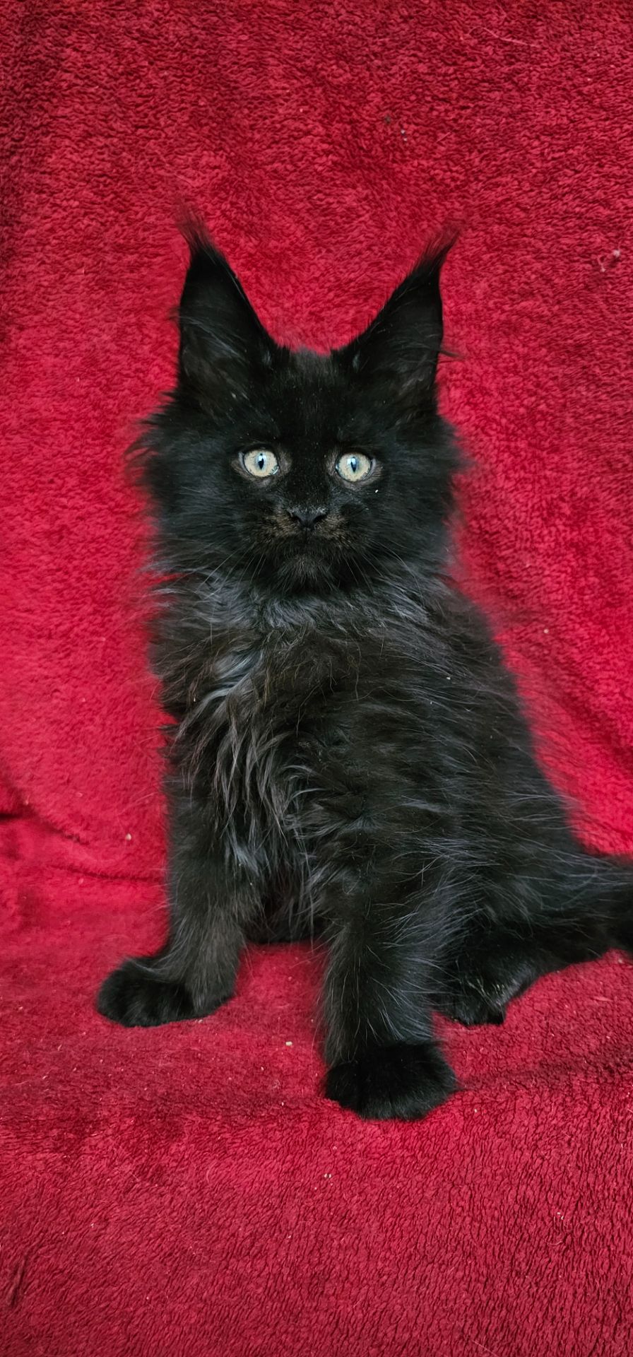 Чёрный мальчик мейн кун