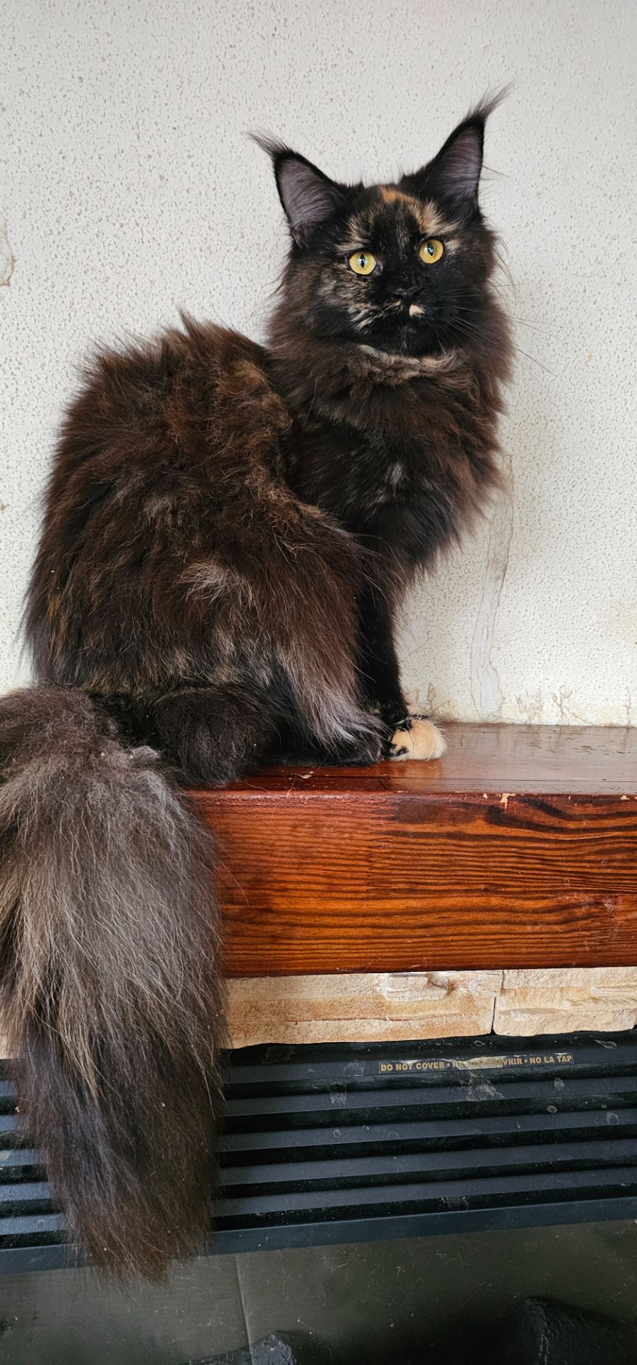 Черепаховая девочка мейн кун