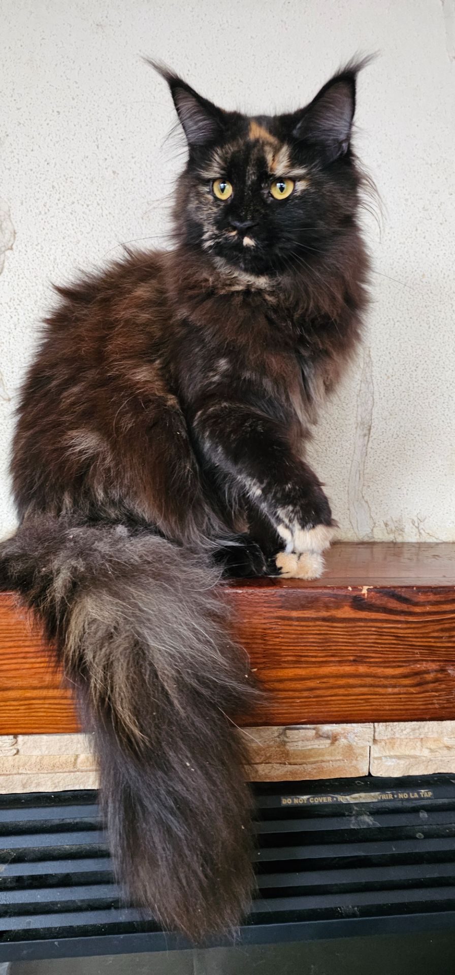 Черепаховая девочка мейн кун