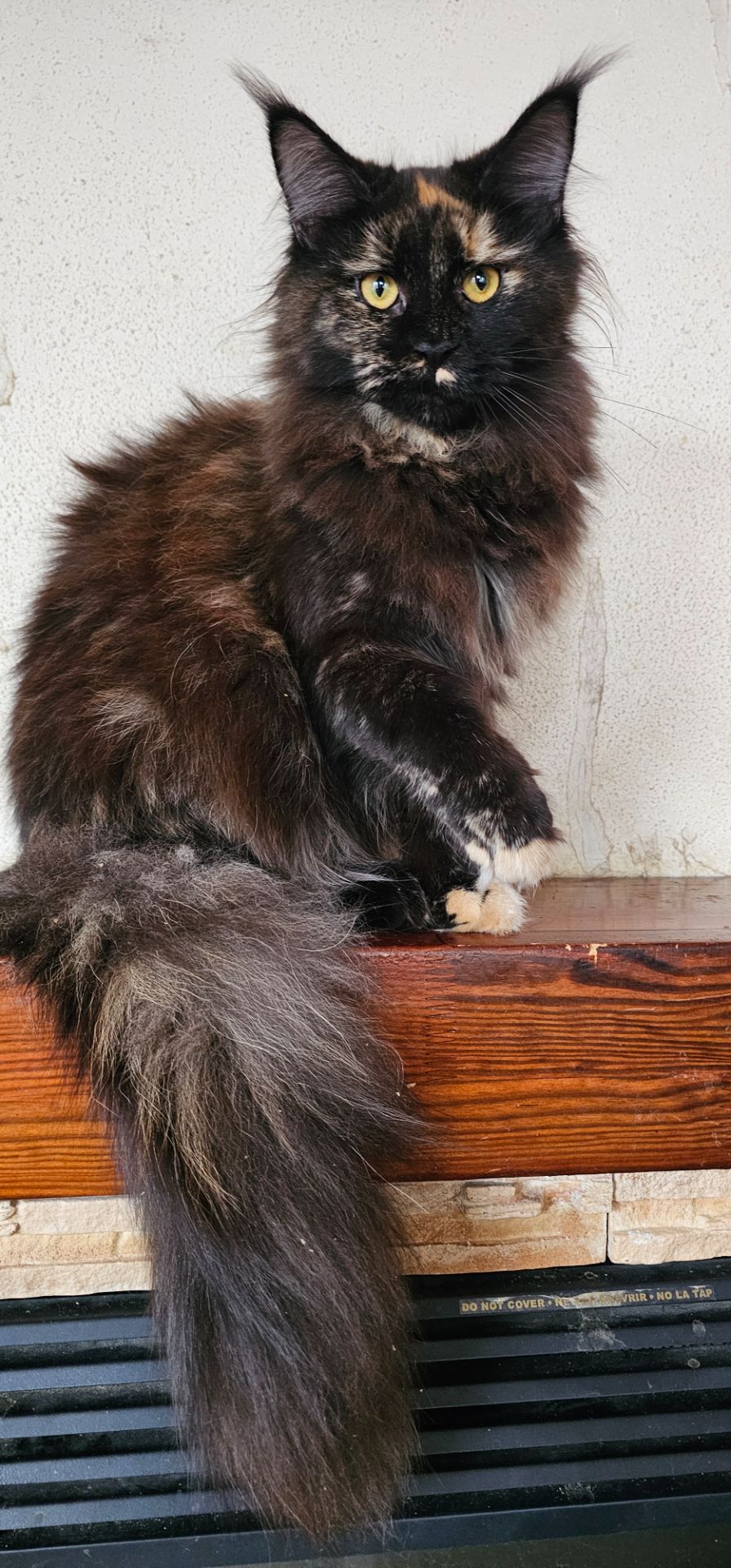 Черепаховая девочка мейн кун