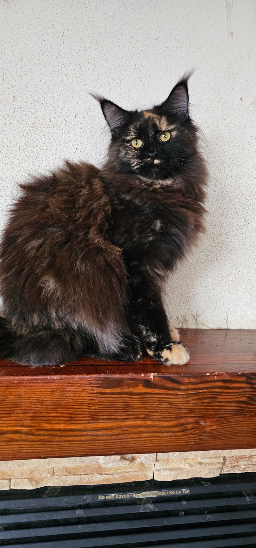 Черепаховая девочка мейн кун