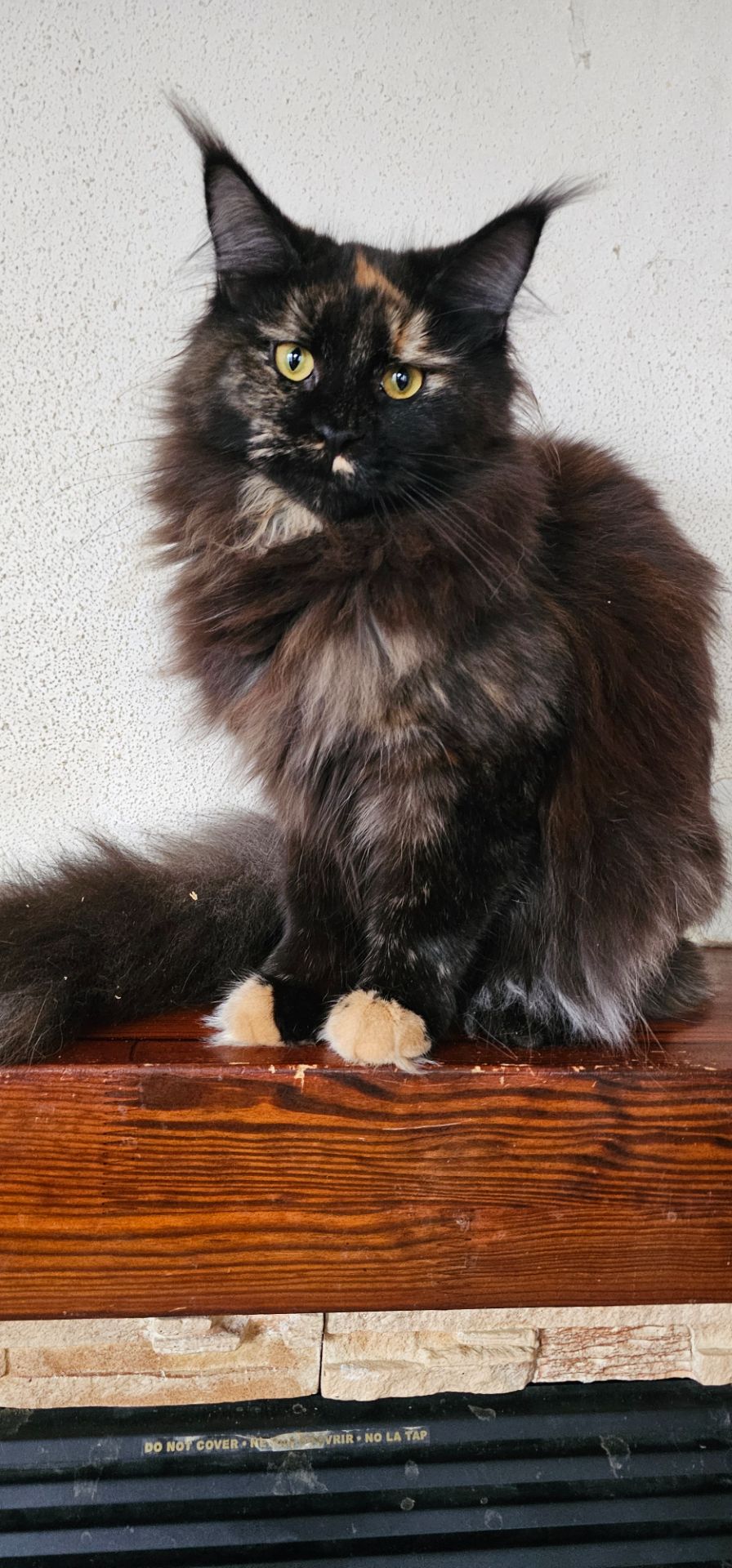 Черепаховая девочка мейн кун