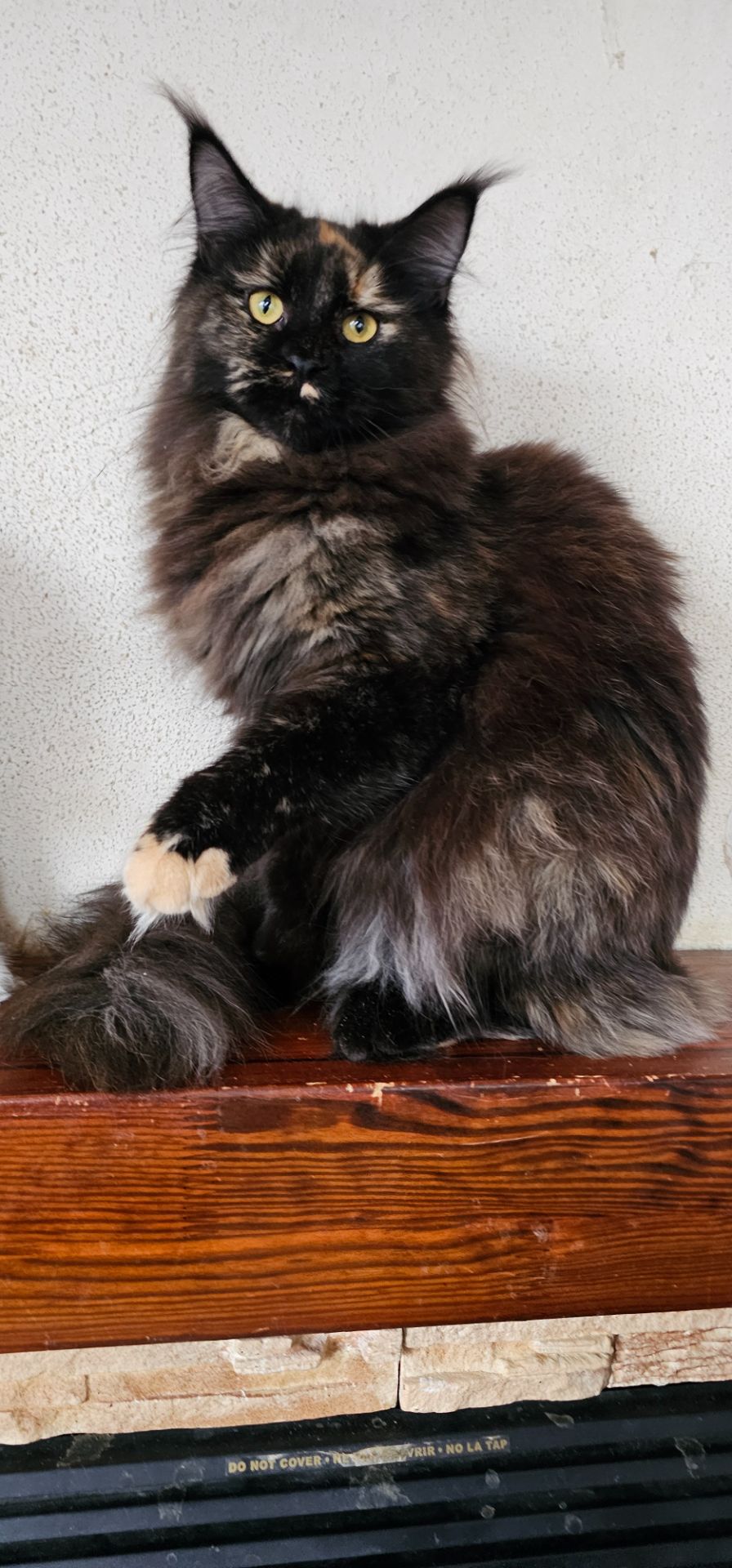 Черепаховая девочка мейн кун