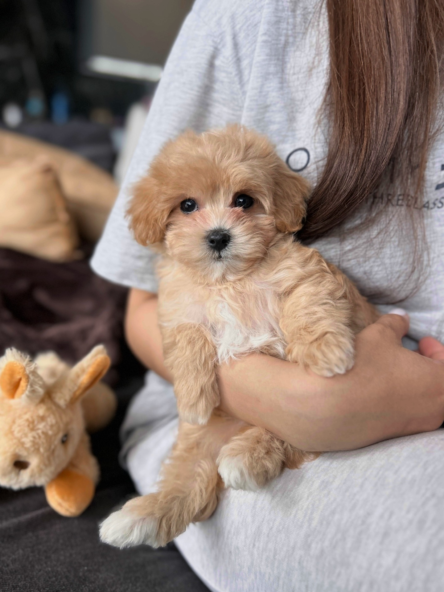 Мальчик мальтипу ф1 мини размера беби фейс