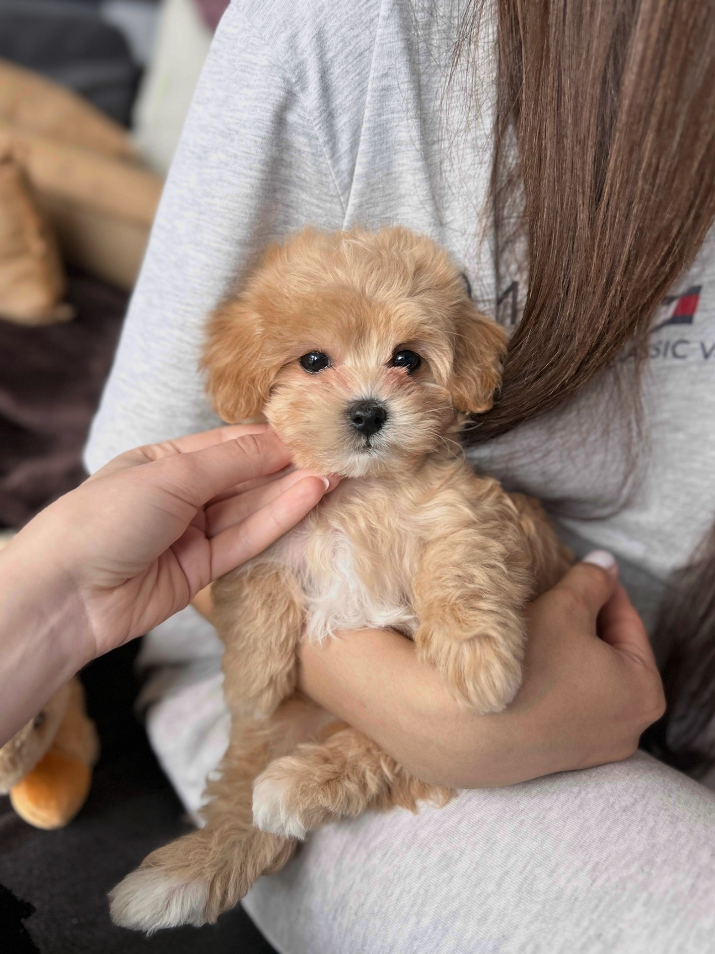 Мальчик мальтипу ф1 мини размера беби фейс