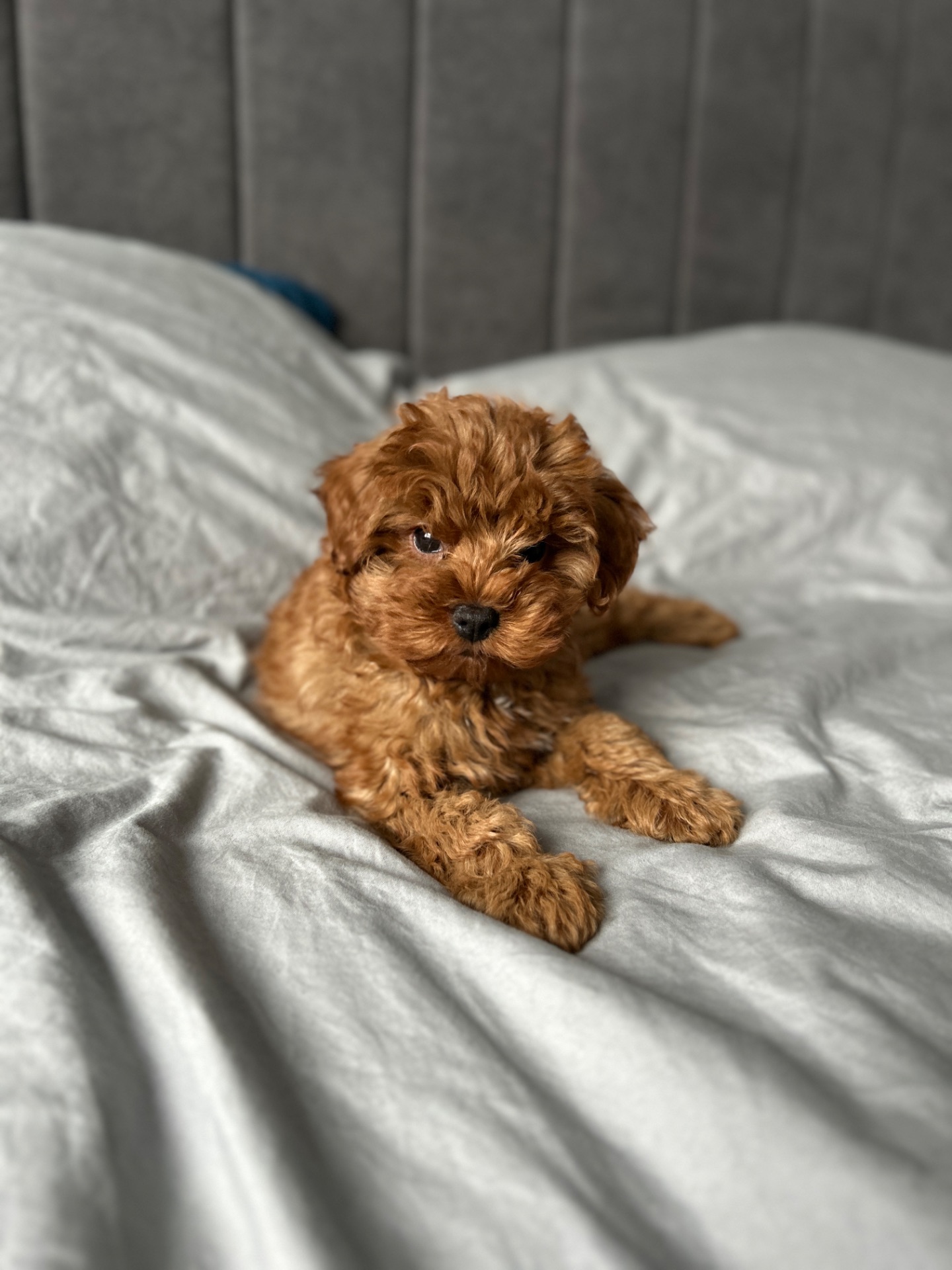 Невероятный малыш мальчик мальтипу ф2