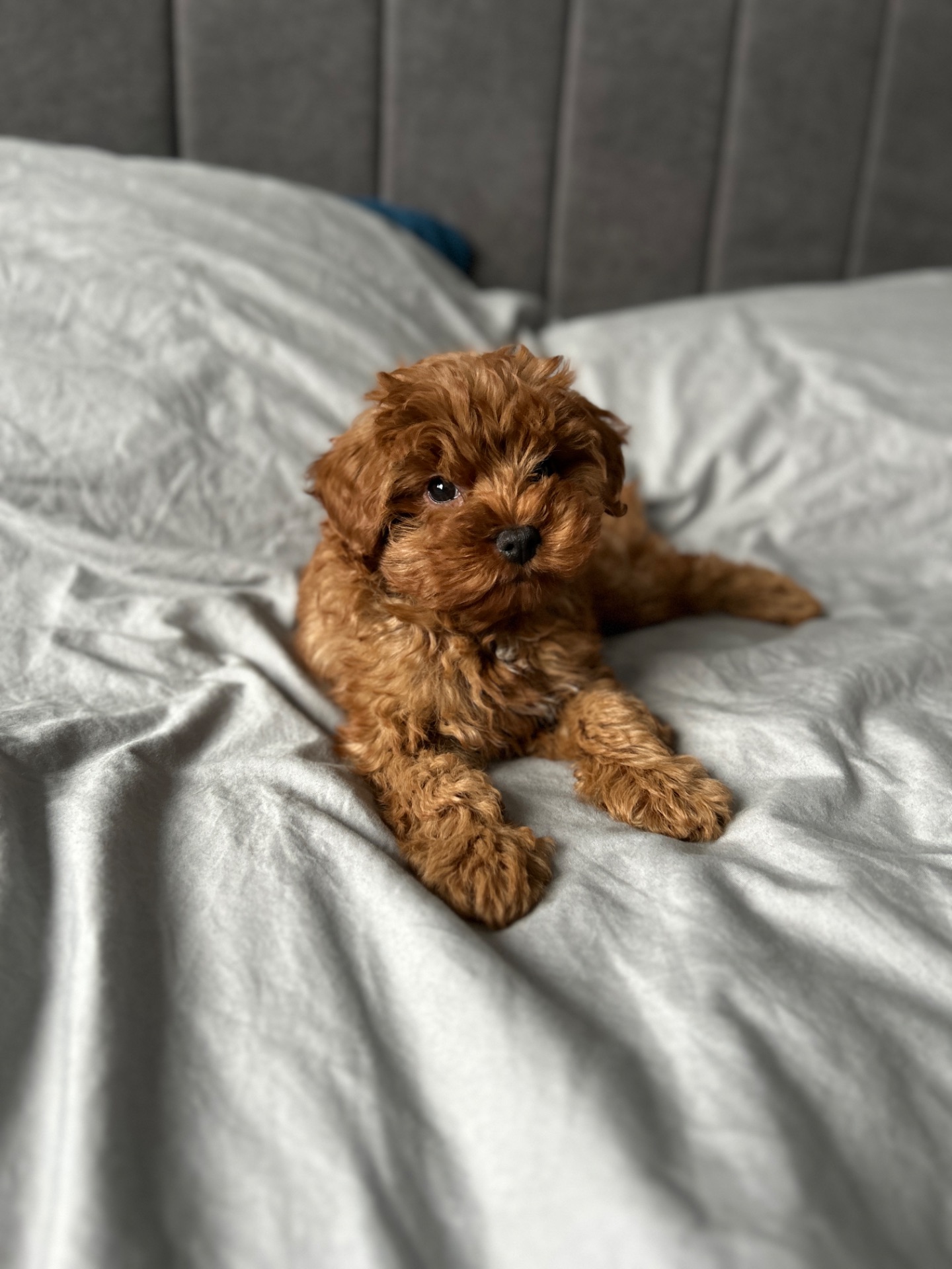 Невероятный малыш мальчик мальтипу ф2