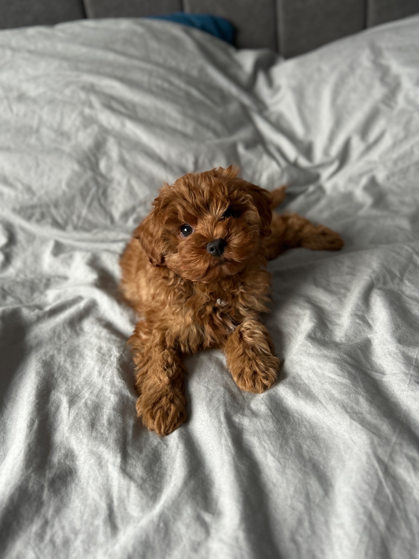 Невероятный малыш мальчик мальтипу ф2