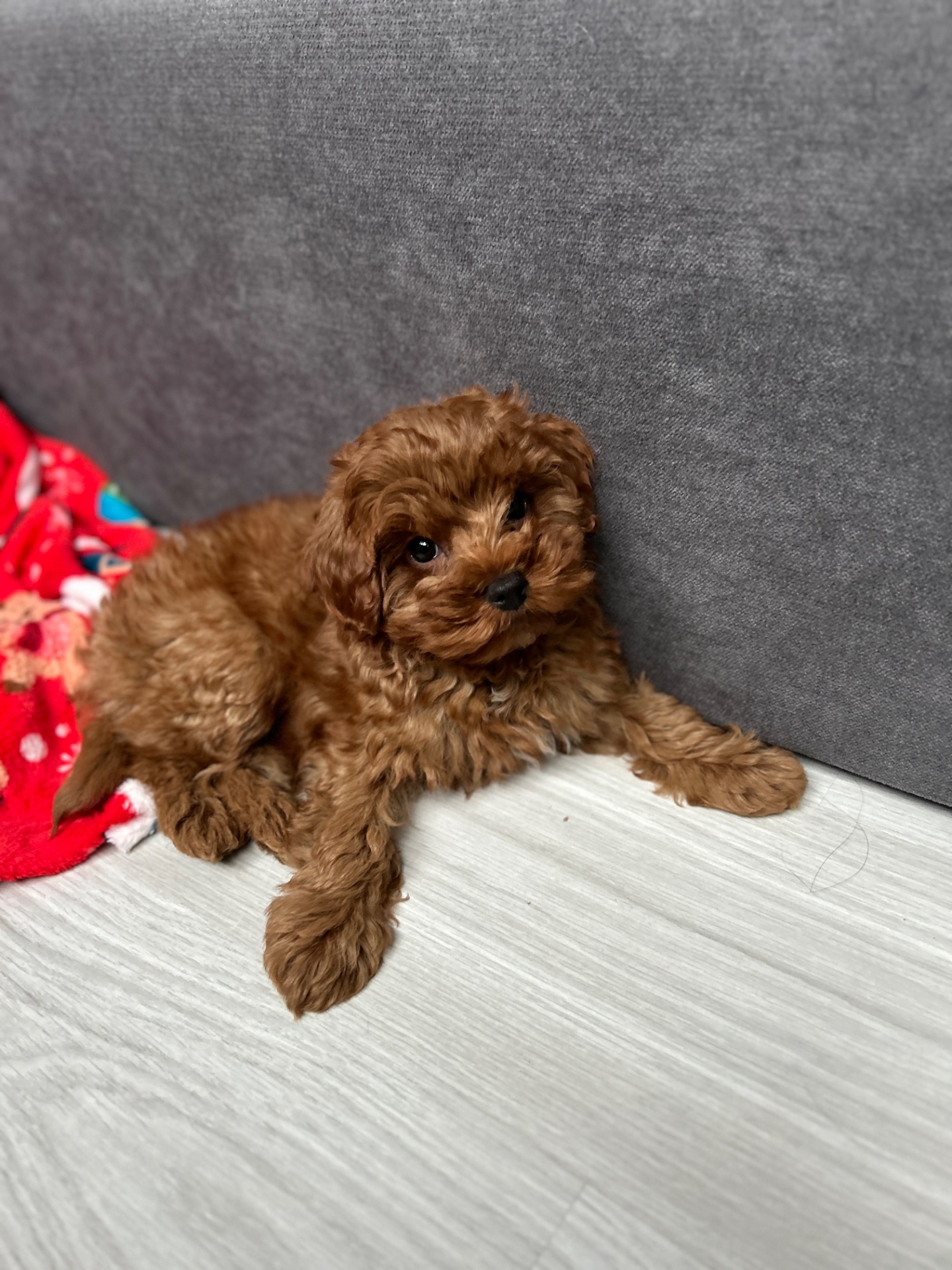 Чудесный мальчик мальтипу ф2 Тедди мишка