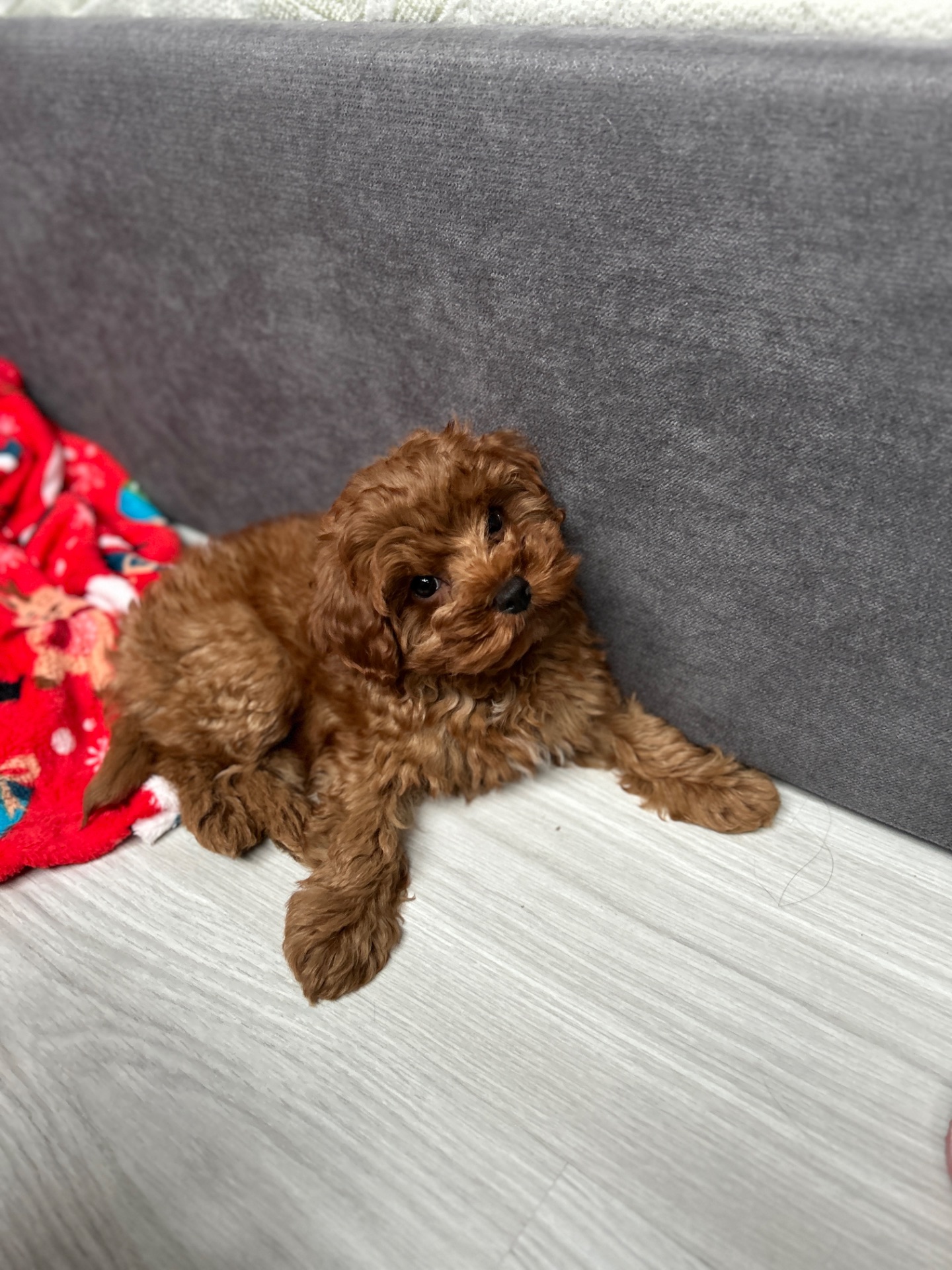 Чудесный мальчик мальтипу ф2 Тедди мишка