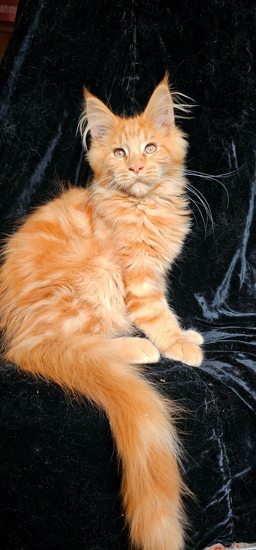 Рыжий мальчик мейн кун