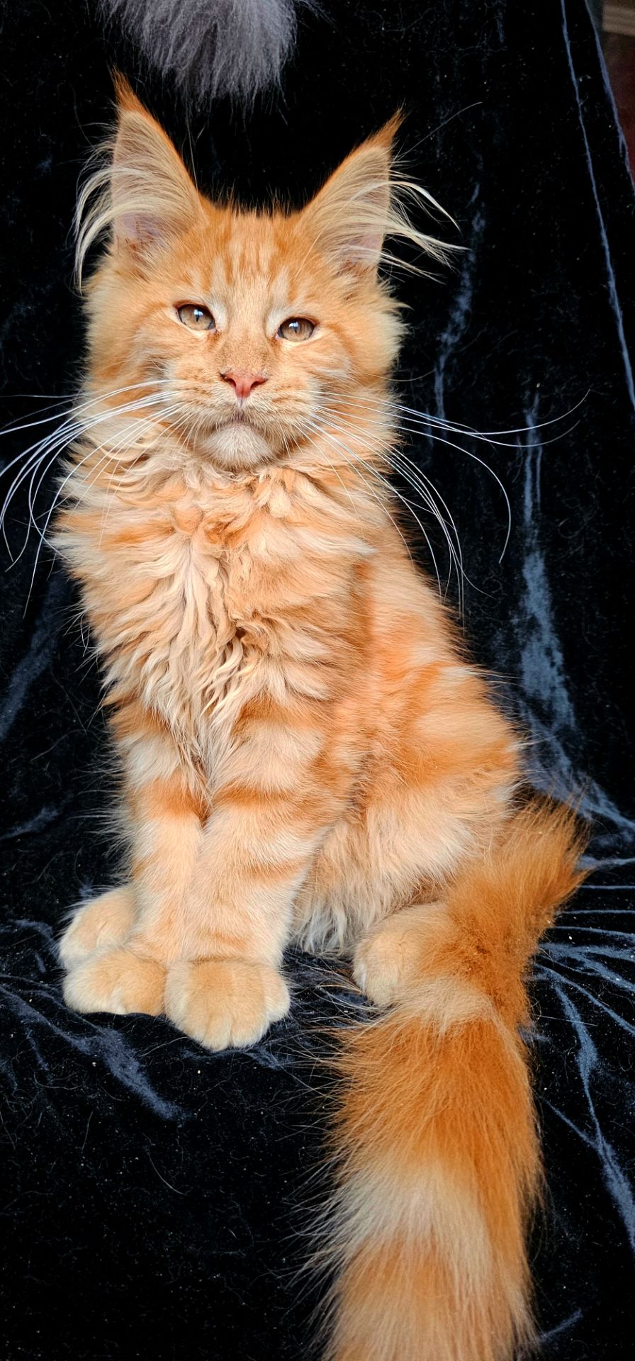 Рыжий мальчик мейн кун