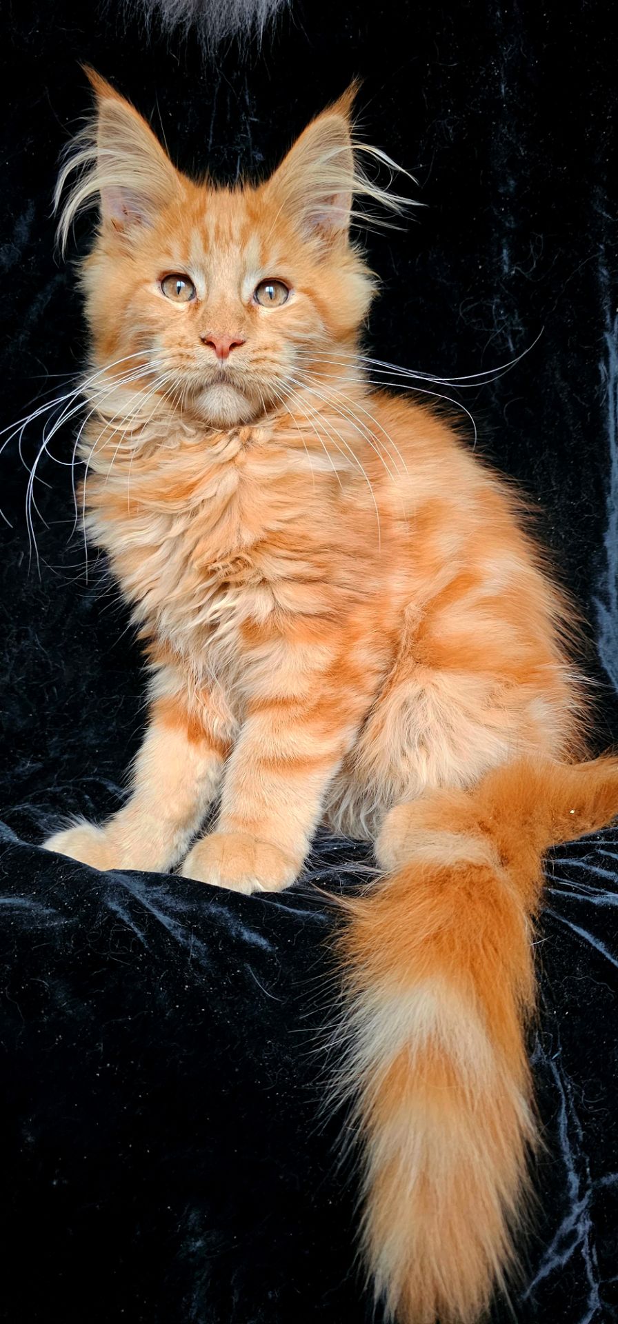 Рыжий мальчик мейн кун