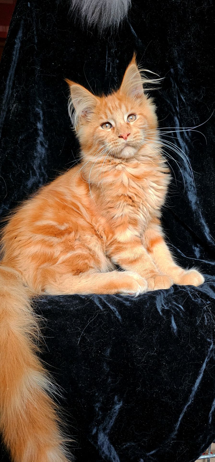 Рыжий мальчик мейн кун