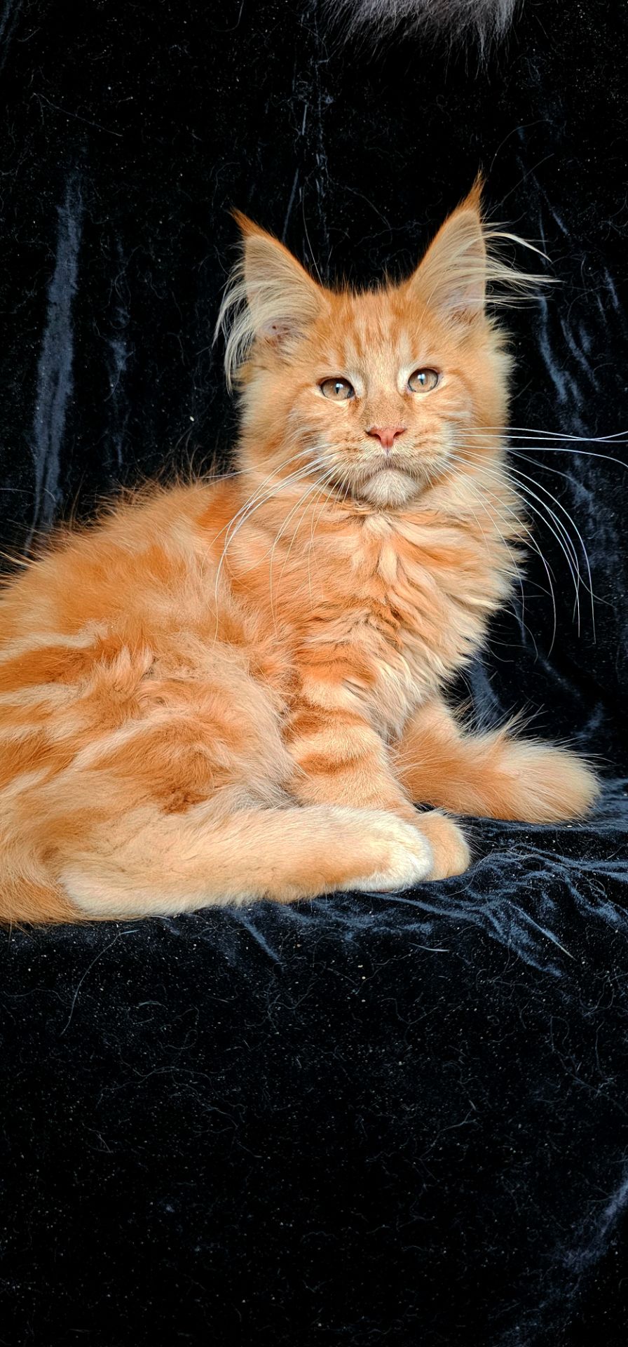 Рыжий мальчик мейн кун