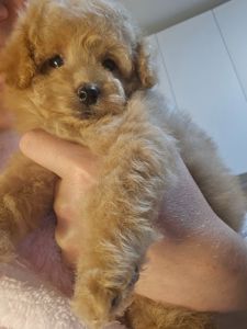 Девочка мальтипу