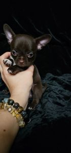 Щенки чихуахуа КСУ