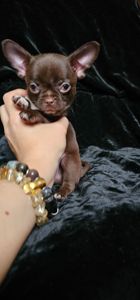 Щенки чихуахуа КСУ