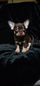 Щенки чихуахуа КСУ