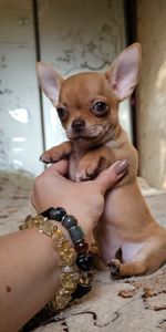 Щенки чихуахуа КСУ