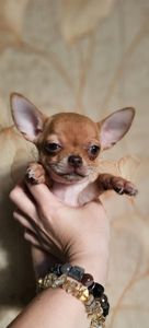 Щенки чихуахуа КСУ