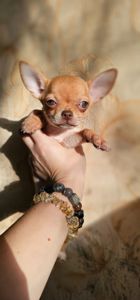 Щенки чихуахуа КСУ