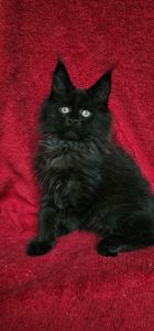 Чёрный мальчик мейн кун