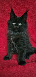 Чёрный мальчик мейн кун