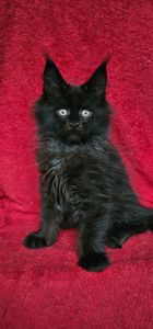 Чёрный мальчик мейн кун