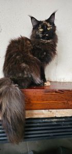 Черепаховая девочка мейн кун