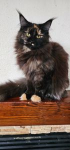 Черепаховая девочка мейн кун