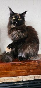 Черепаховая девочка мейн кун