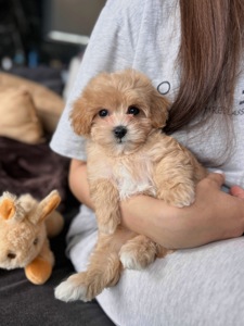 Мальчик мальтипу ф1 мини размера беби фейс