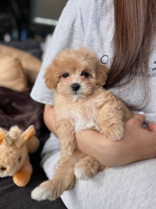 Мальчик мальтипу ф1 мини размера беби фейс