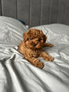 Невероятный малыш мальчик мальтипу ф2