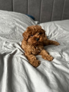 Невероятный малыш мальчик мальтипу ф2