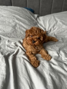 Невероятный малыш мальчик мальтипу ф2