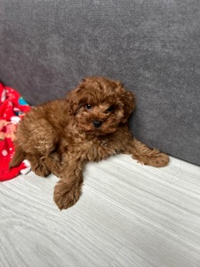 Чудесный мальчик мальтипу ф2 Тедди мишка