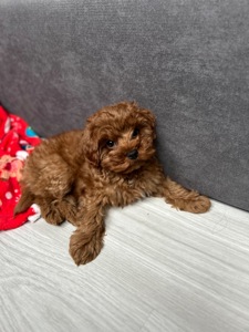 Чудесный мальчик мальтипу ф2 Тедди мишка