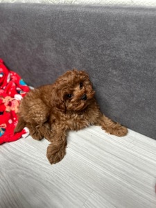 Чудесный мальчик мальтипу ф2 Тедди мишка