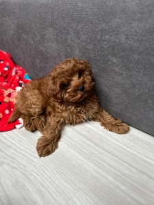 Чудесный мальчик мальтипу ф2 Тедди мишка