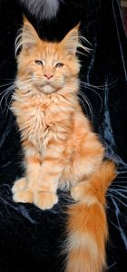 Рыжий мальчик мейн кун