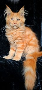 Рыжий мальчик мейн кун