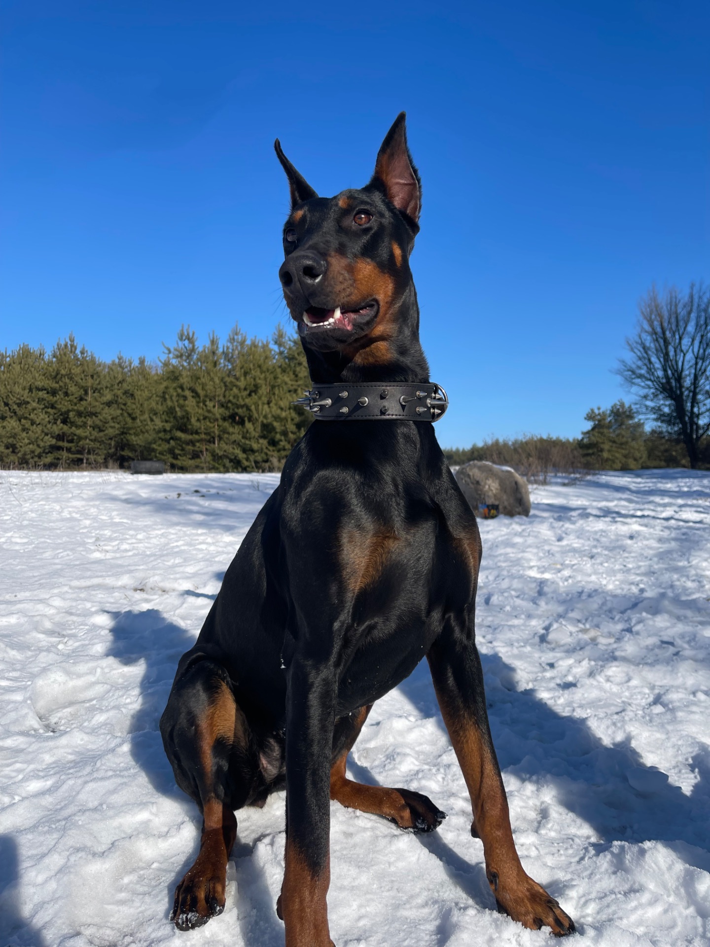 Щенки добермана