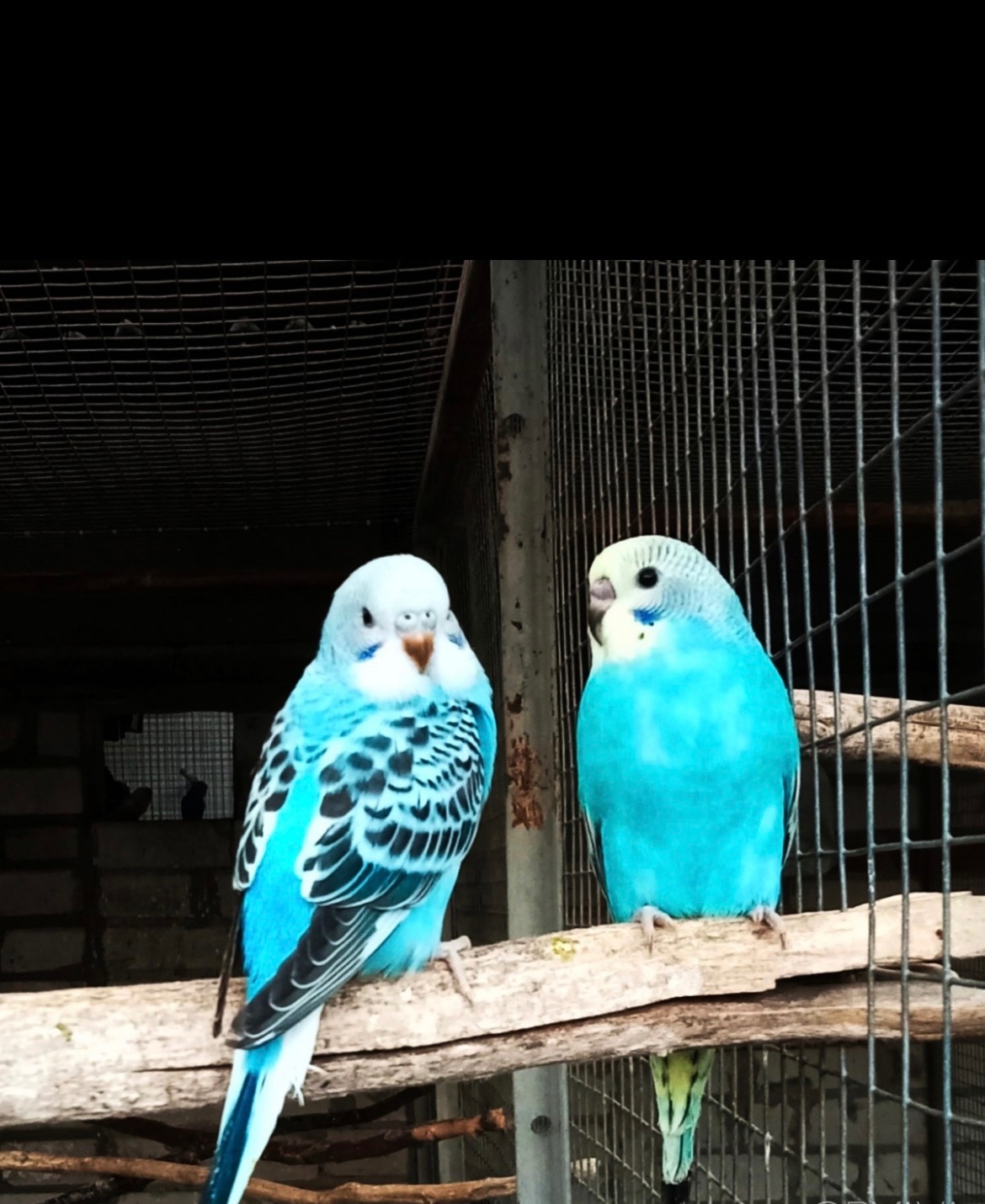 Волнистые попугаи