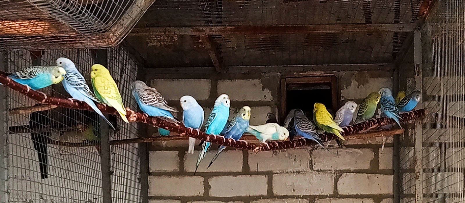 Волнистые попугаи